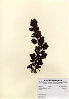 藏品(厚葉馬尾藻)的圖片